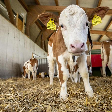 Grainmeisterhof Niederwaldkirchen Zewnętrze zdjęcie