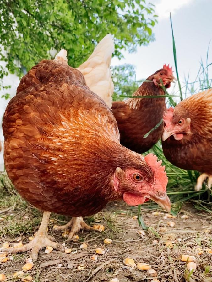 Grainmeisterhof Niederwaldkirchen Zewnętrze zdjęcie