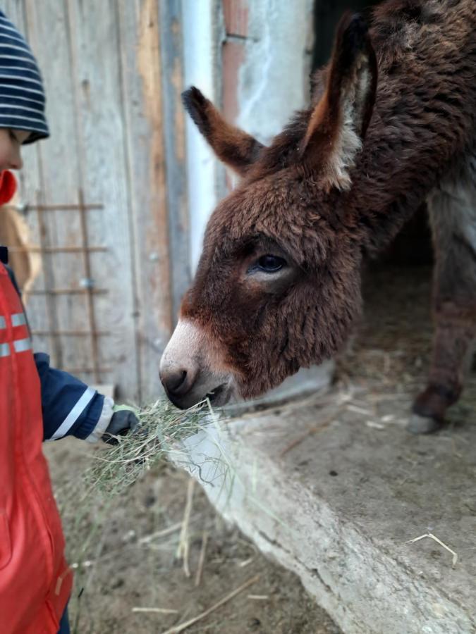 Grainmeisterhof Niederwaldkirchen Zewnętrze zdjęcie